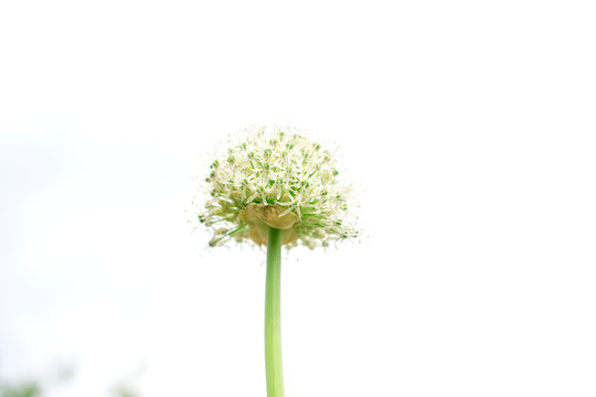White blooming flower over sky background, USA.