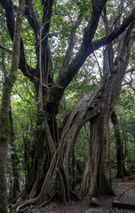 Obraz premium Rincón de la Vieja National Park, Tangled Fig Tree, Costa Rica