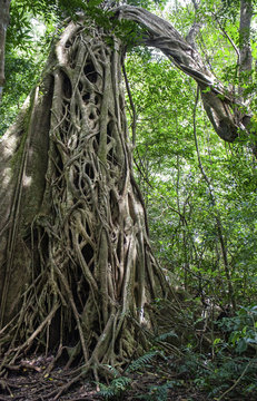 Rincón de la Vieja National Park, Tangled Fig Tree