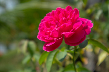 Bright pink roses in the morning
