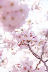 目黒川の桜