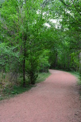 Obraz premium Forest Trail