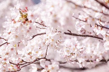 目黒川の桜