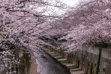 Fototapeta premium 石神井川の桜