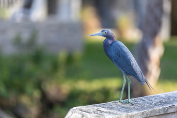 Little Blue Heron