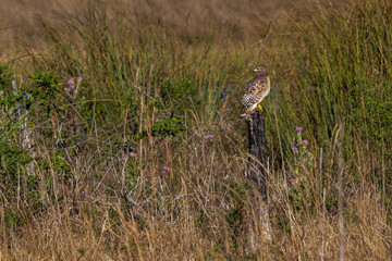 Red Shouldered Hawk perched in habitat.