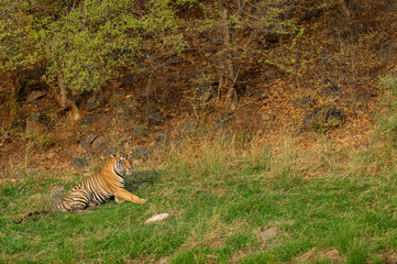 Fototapeta na wymiar aggressive wild male tiger angry expressions on his face resting on green grass during tiger safari at Ranthambore National Park or tiger reserve, rajasthan, India - panthera tigris