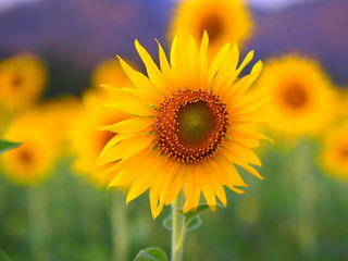 Obraz premium sunflower in the field