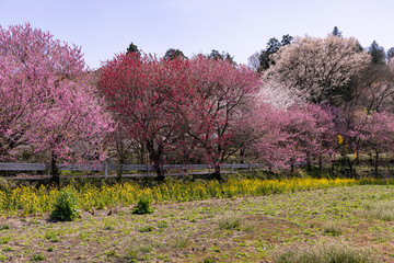 大柿花山の花桃と桜