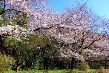さくら　春　青空　風景　杤木