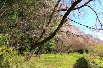 さくら　春　青空　風景　杤木