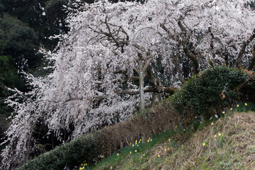 Fototapeta premium 奥山田の枝垂れ桜／愛知県岡崎市