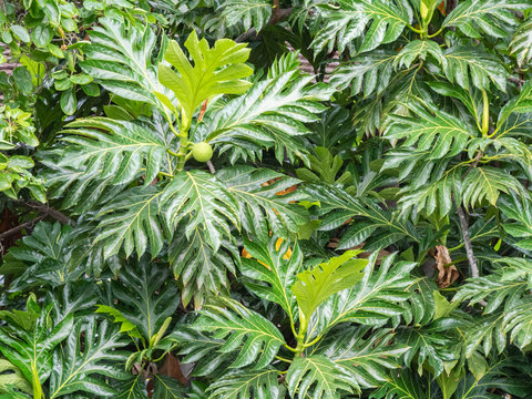 One of the most important plants brought to Hawaii by the ancient voyaging Polynesians is the breadfruit tree. 
