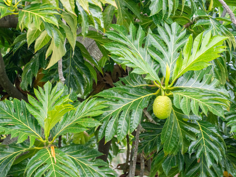One of the most important plants brought to Hawaii by the ancient voyaging Polynesians is the breadfruit tree. 
