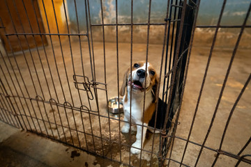 A beagle cuttie dog in the cage with cement wall