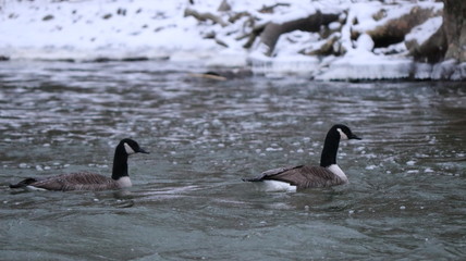 canadian geese on lake