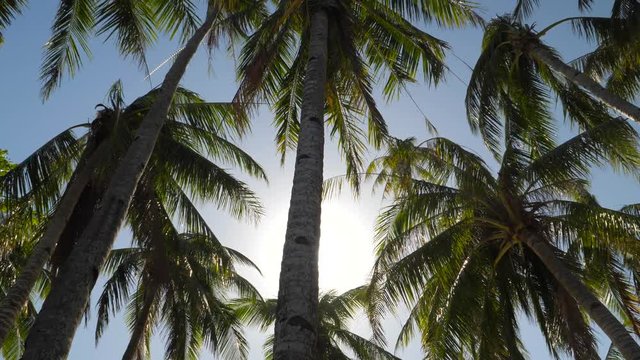 Palm tree at tropical beach with sunstar cause by lens flare during bright day 60fps