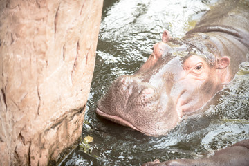 aggressive hippo opened his mouth wide