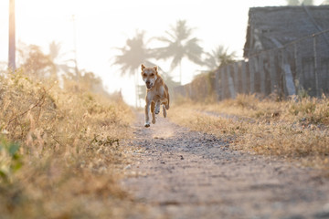 a dog is running in the morning