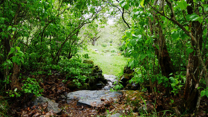 Obraz premium Landscape of Sweden, Green and dreamy