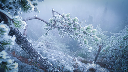 Frosty Winter
