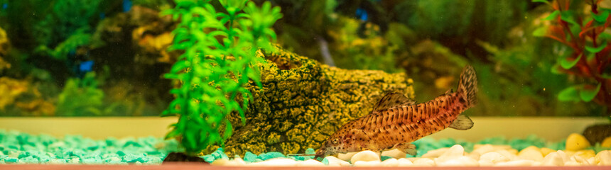 Aquarium fish in a home aquarium. Photographed close-up.