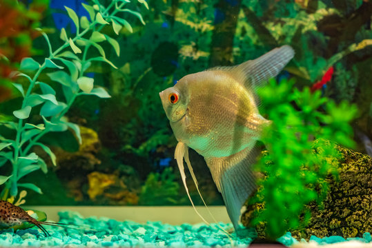 Aquarium fish in a home aquarium. Photographed close-up.