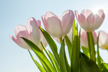 white tulips with slightly pink details