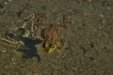 View of Sproat Lake provincial park during the summer season, frog in the lake, Vancouver Island, BC, Canada