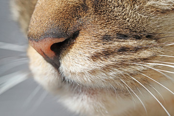 鼻づまりのキジトラ猫