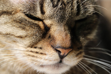 キジトラ猫の顔