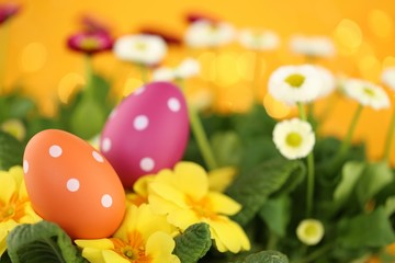 Obraz na płótnie Canvas Easter holiday.Easter eggs and spring flowers.Orange and pink easter eggs in yellow primulas and white daisies flowers on an orange background with golden bokeh.