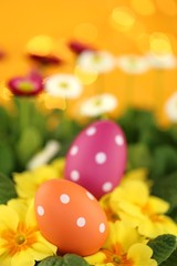 Easter holiday.Orange and pink easter eggs in yellow primulas and white daisies flowers on an orange bright background with golden bokeh.