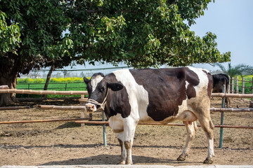 Cow in the livestock farm