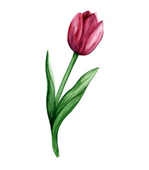 Watercolor hand drawn illustration of bright purple tulip flower. Delicate botanical artwork for trendy design.
