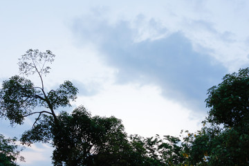 Silhouette of trees against the blue sky and sun
