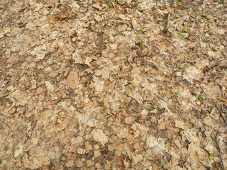 In the forest, young green plants make their way through last year’s leaves