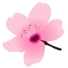 桜　春　花　アイコン