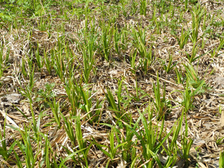 In the field, young green shoots make their way through last year’s grass