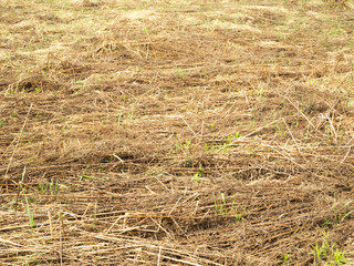 In the field, young green shoots make their way through last year’s grass