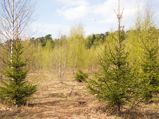 Young spruce and birch trees in spring forest
