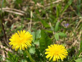 Yellow dandelion flowers in spring in the park
