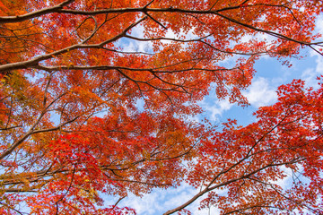 Red maple leaves in the autumn of japan.