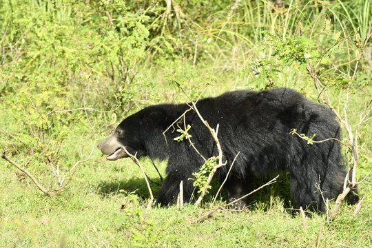 Sloth bear, Sri Lanka
