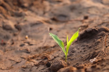 A plant growing with natural light and sandy background