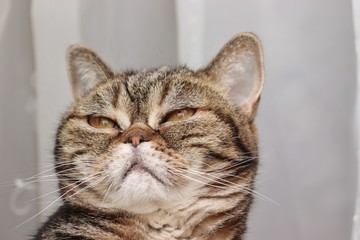薄目の癒し顔の猫アメリカンショートヘアー