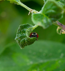 Red Ladybug hiding in curved leaf