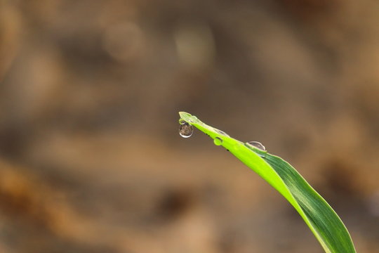 A green leaf on water drop in morning winter season