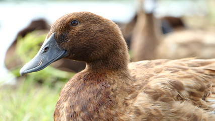 Wald mallart duck  on white background