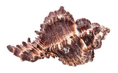 dark brown seashell of mollusc isolated